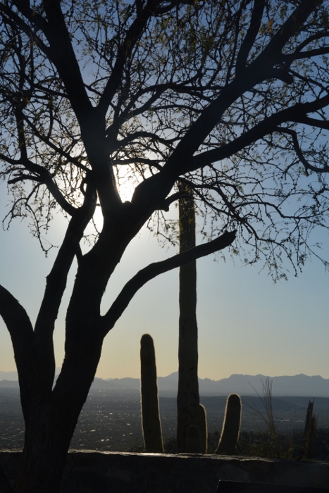 Trees in silhouette 